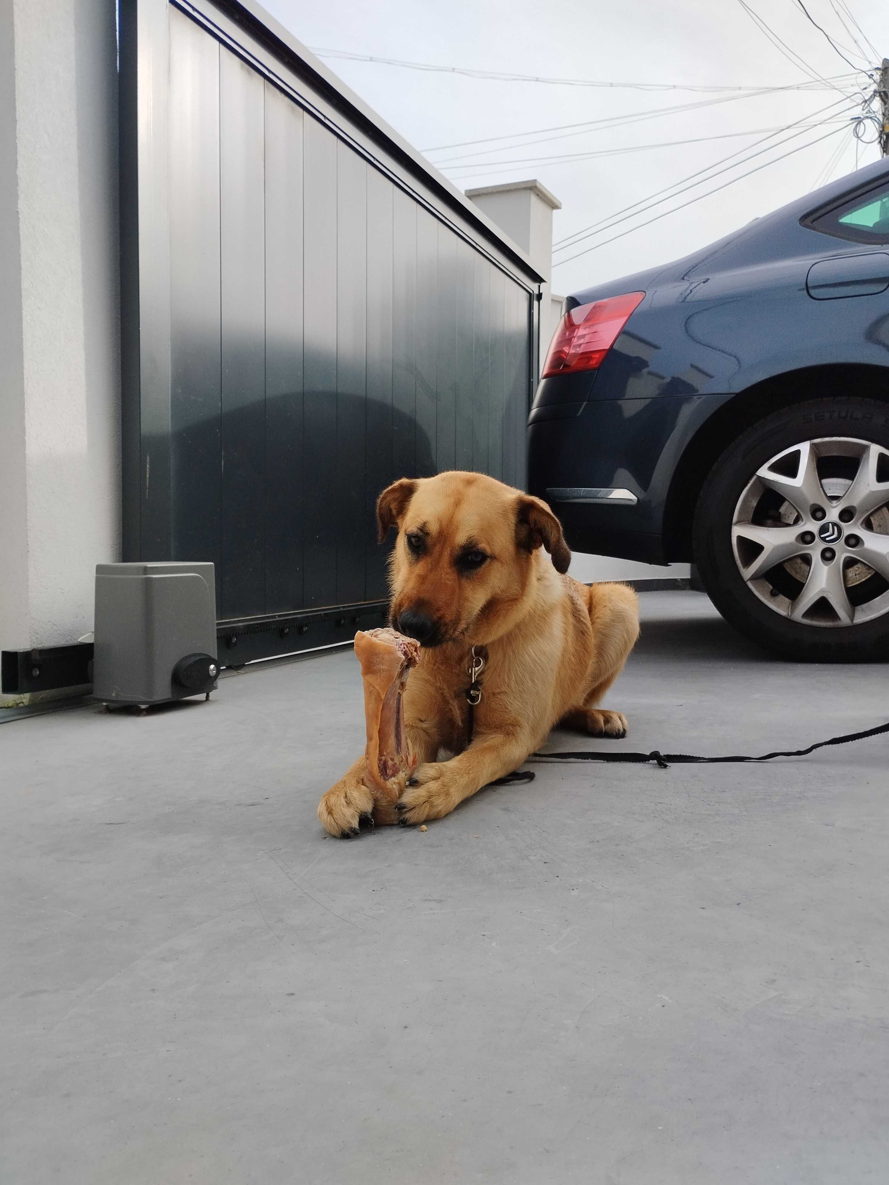 Cão Alegre para doação
