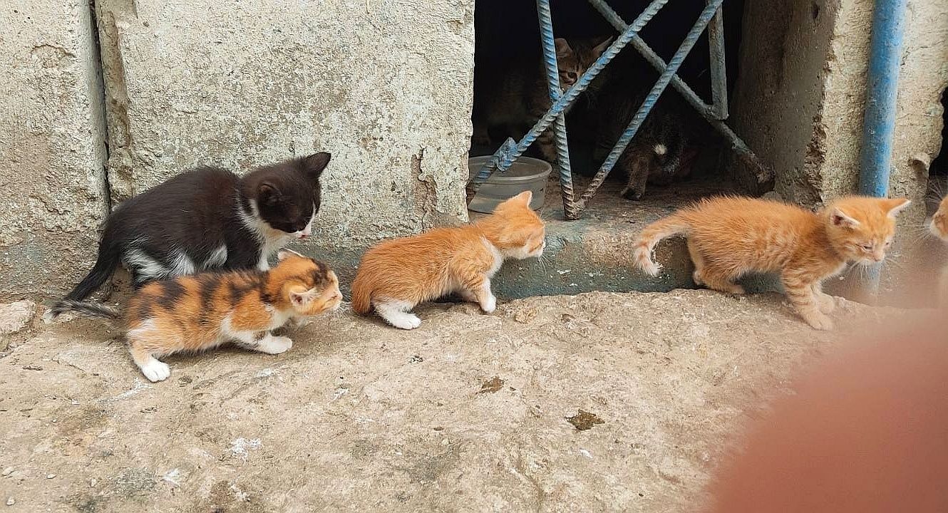 Кошенята шукають господаря