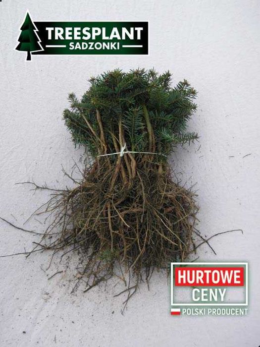 Opole Jodła kaukaska sadzonki Jodły kaukaskiej ok 20cm /świerk srebrny