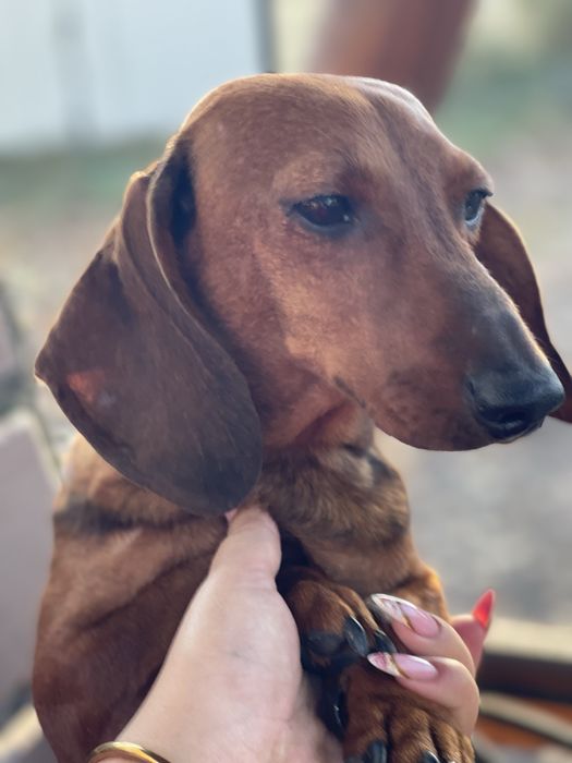 Девочка такса в семью