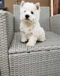 West Highland White Terrier