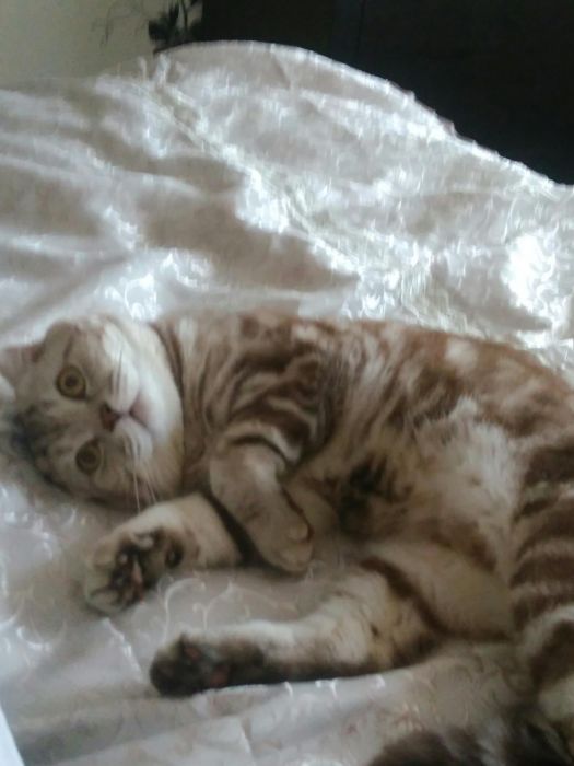 Вязка котов шотландский вислоухий кот