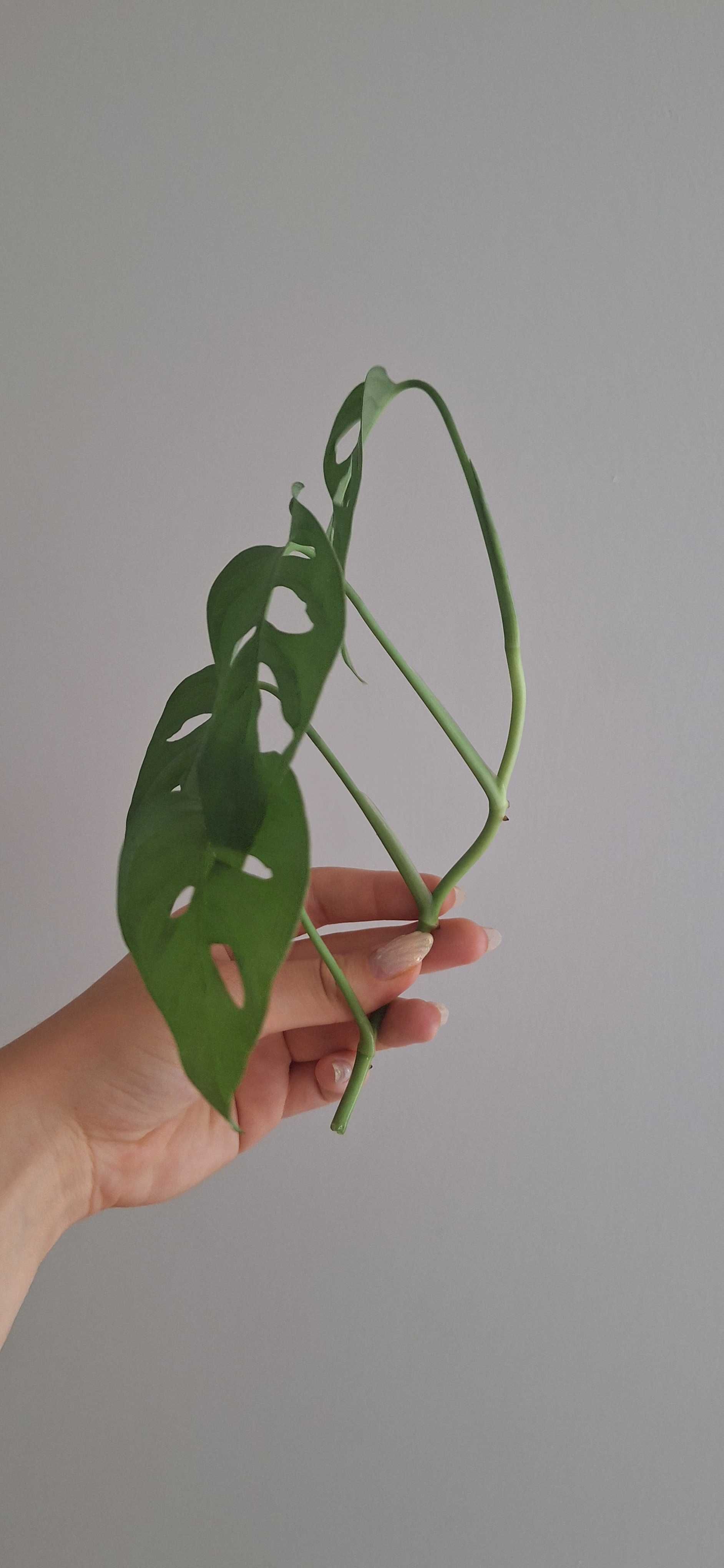 Monstera monkey mask