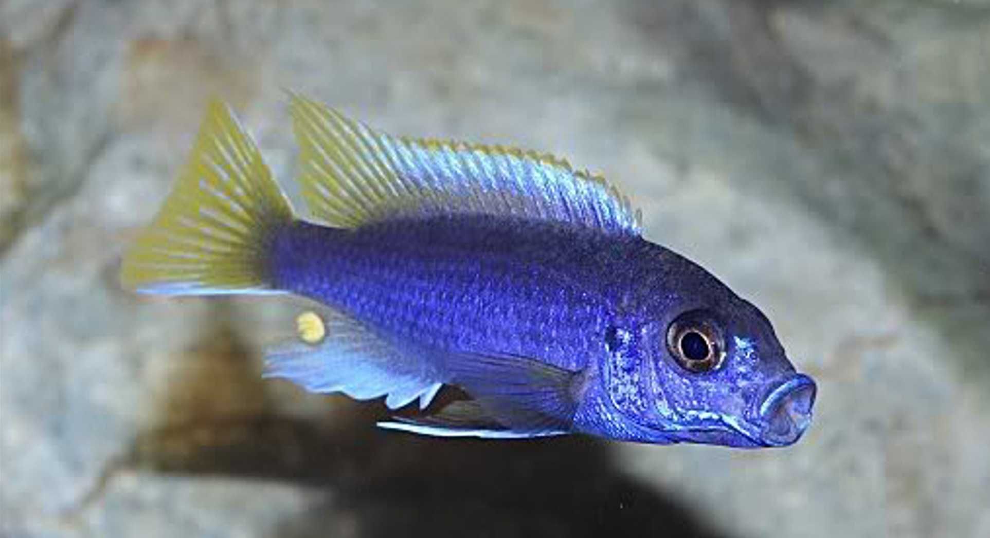 Pyszczak złotopłetwy - Pseudotropheus acei - dowóz, wysyłka