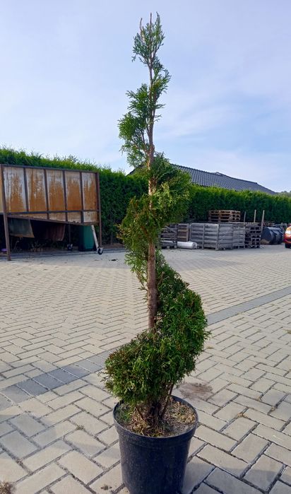 Tuja szmaragd formowana na ślimak