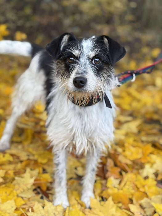 Energiczna, mała i pocieszna Sabinka