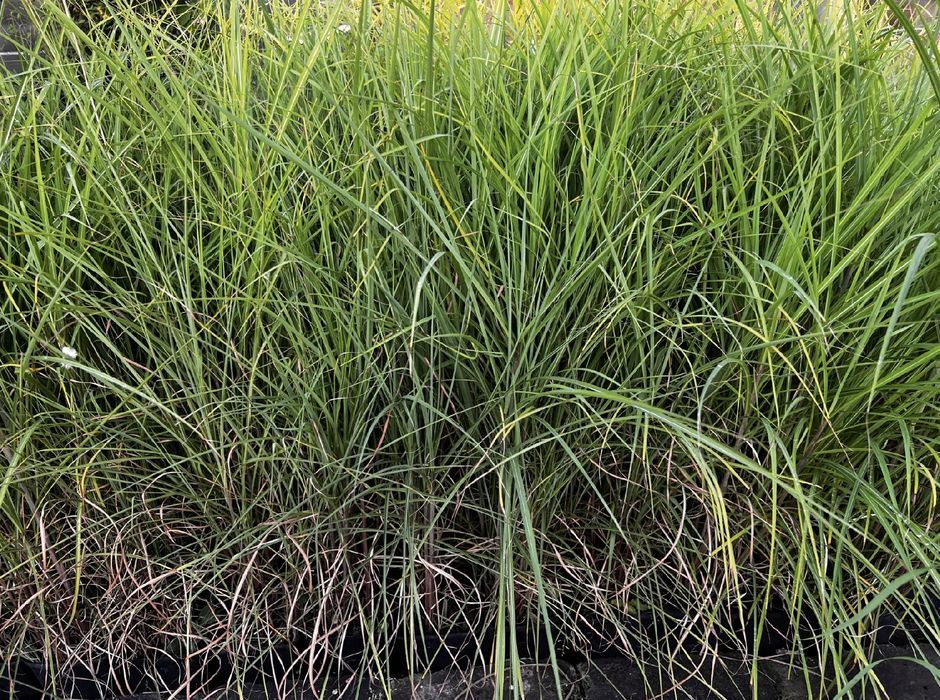 Miskant chiński 'Huron Sunrise' Miscanthus sinnesis