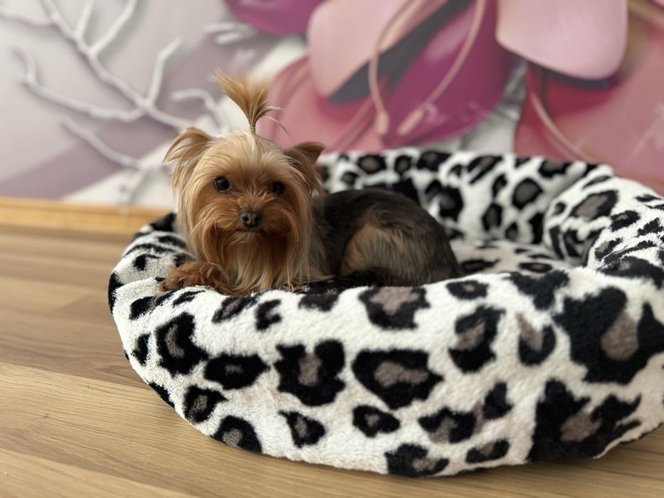 Йоркширський терєр