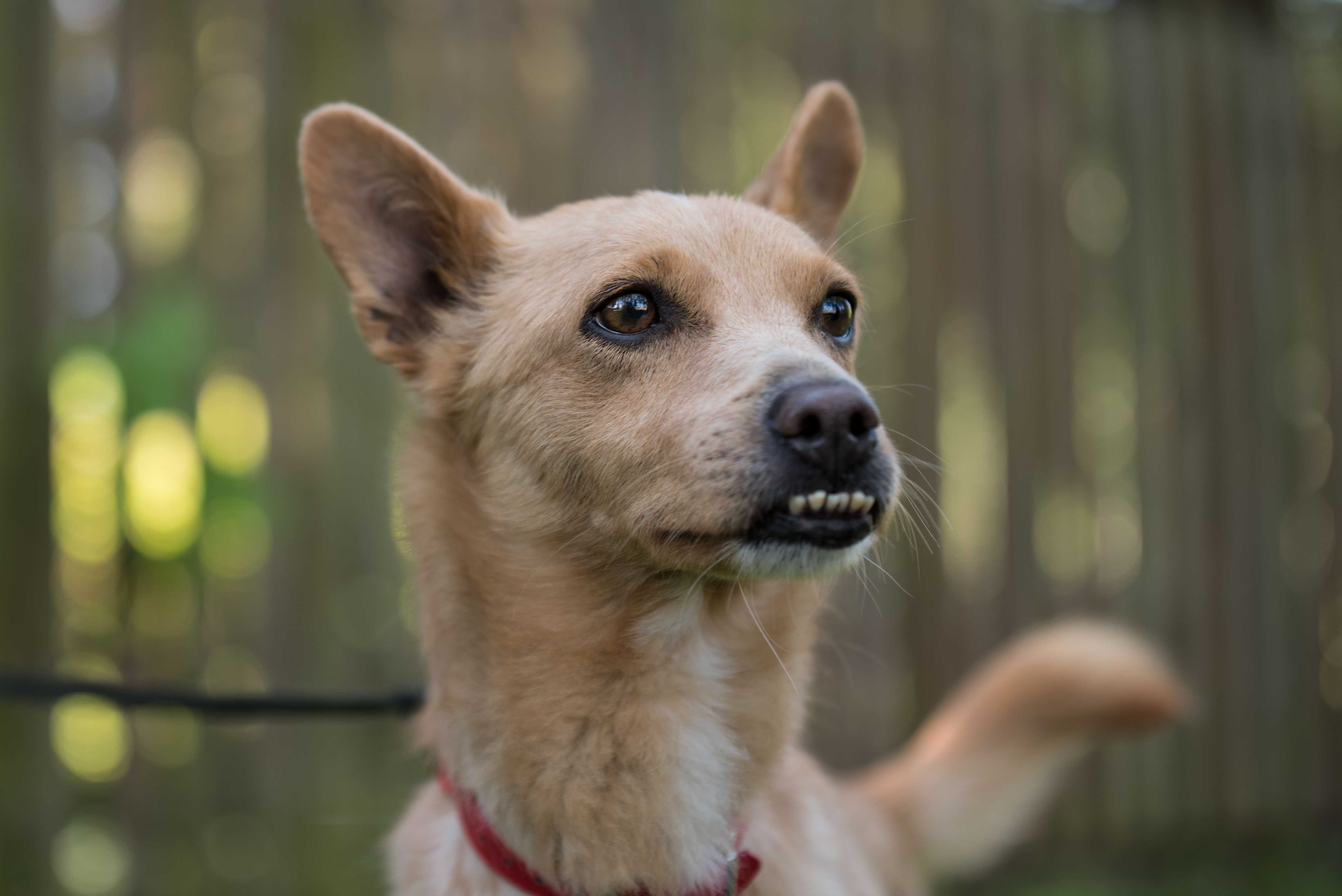 Śliczny mały Tufi poleca się do adopcji - słodki rudy psiak