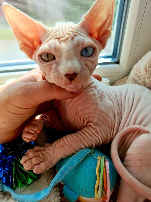 Різноокий хлопчик  канадський сфінкс.