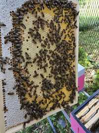 Odklady  ramka wielkopolska pszczoły  matki krainka  Sklenar Alpejka
