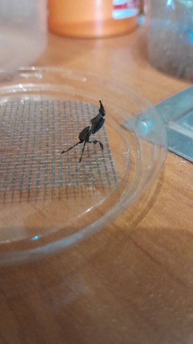 Modliszka liściogłowa (p. Paradoxa)