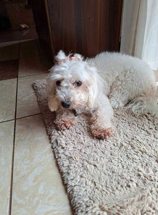 Mieszaniec maltańczyka suczka szuka domu