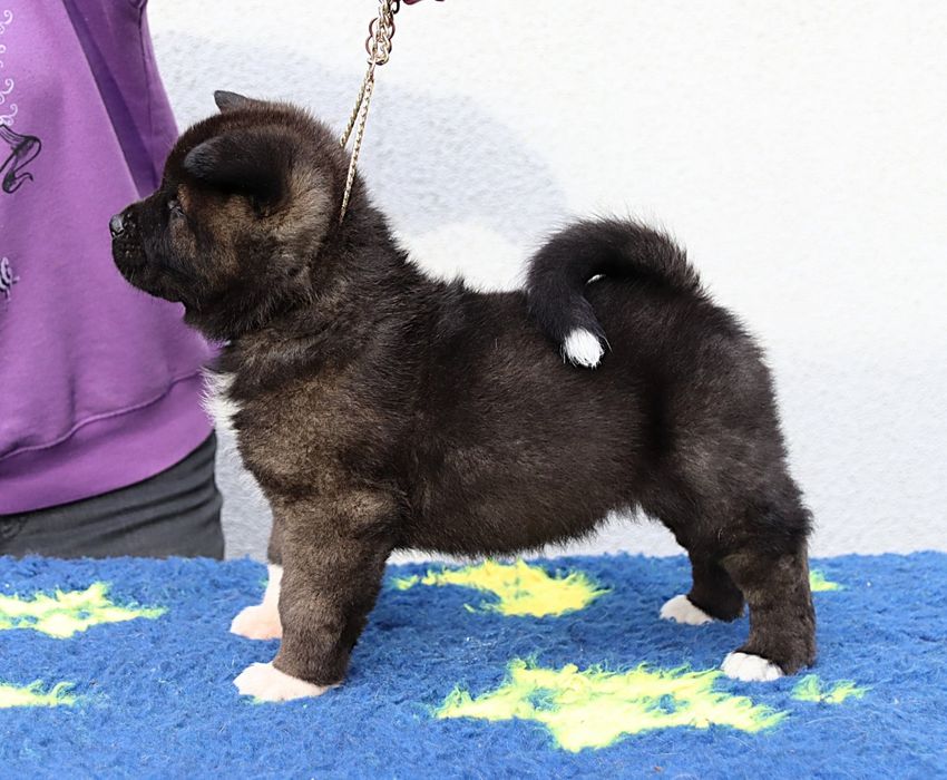 Akita Amerykańska samiec