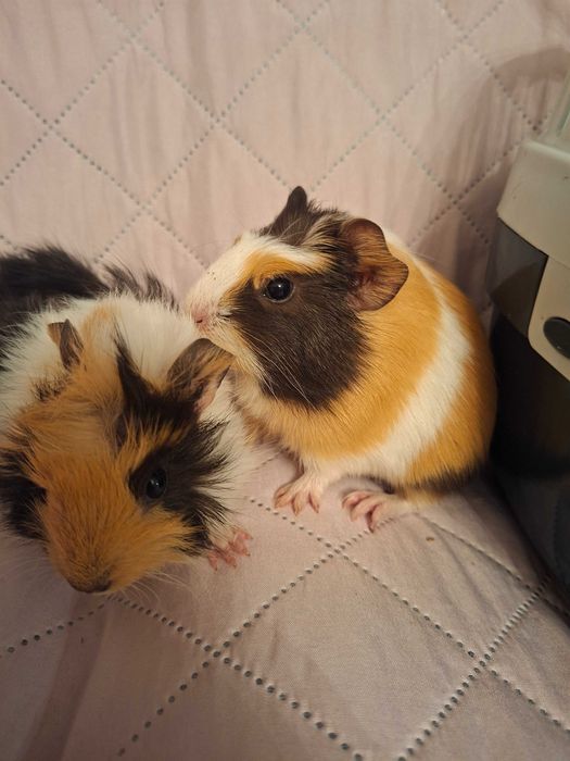 Świnka morska mloda-2 samiczki