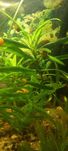 Hygrophila corymbesa