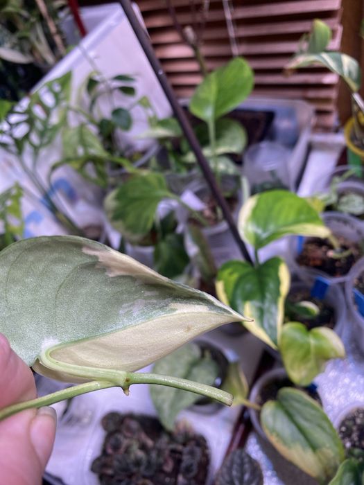 Сциндапсус Маярі