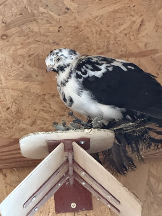 Gołębie parka Widymy mlode