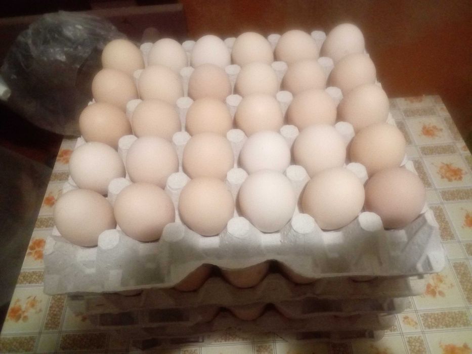 Jaja kurze-ekologiczne,z własnego gospodarstwa,od biegających kur.