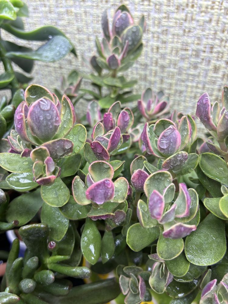 Красула варієгатна Мани Мейкер Crassula Money Maker