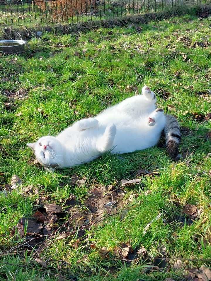 Pieszczotliwa Blanka czeka na swojego człowieka...