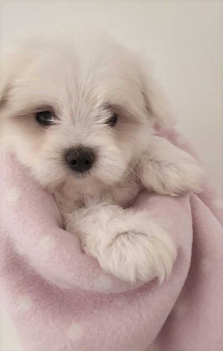 Maltańczyk Piesek, *Piękny* do odbioru.