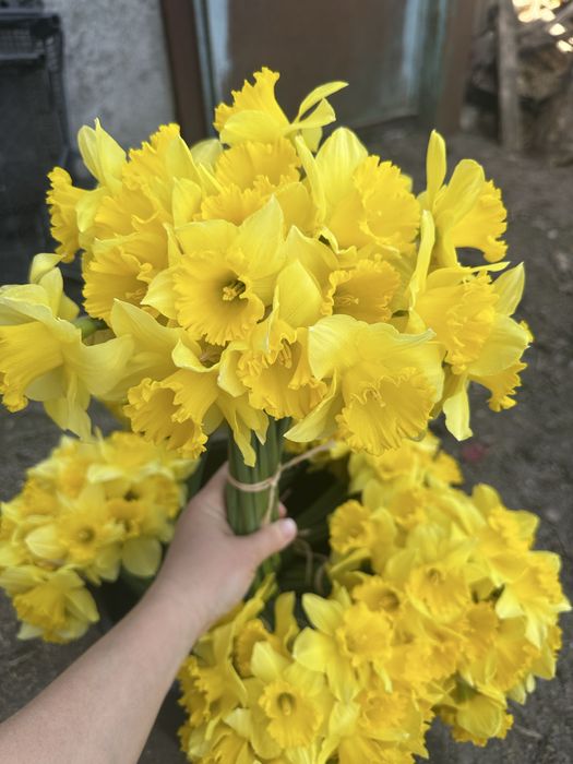 Продам  луковицю нарцисса