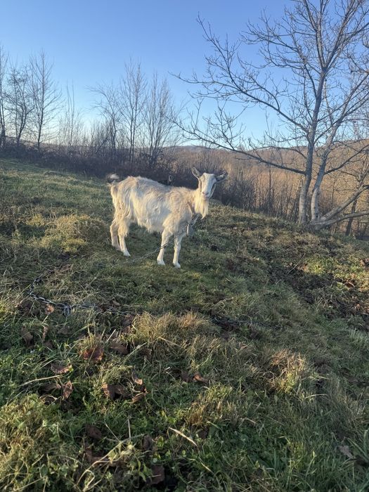 Продам дві кози