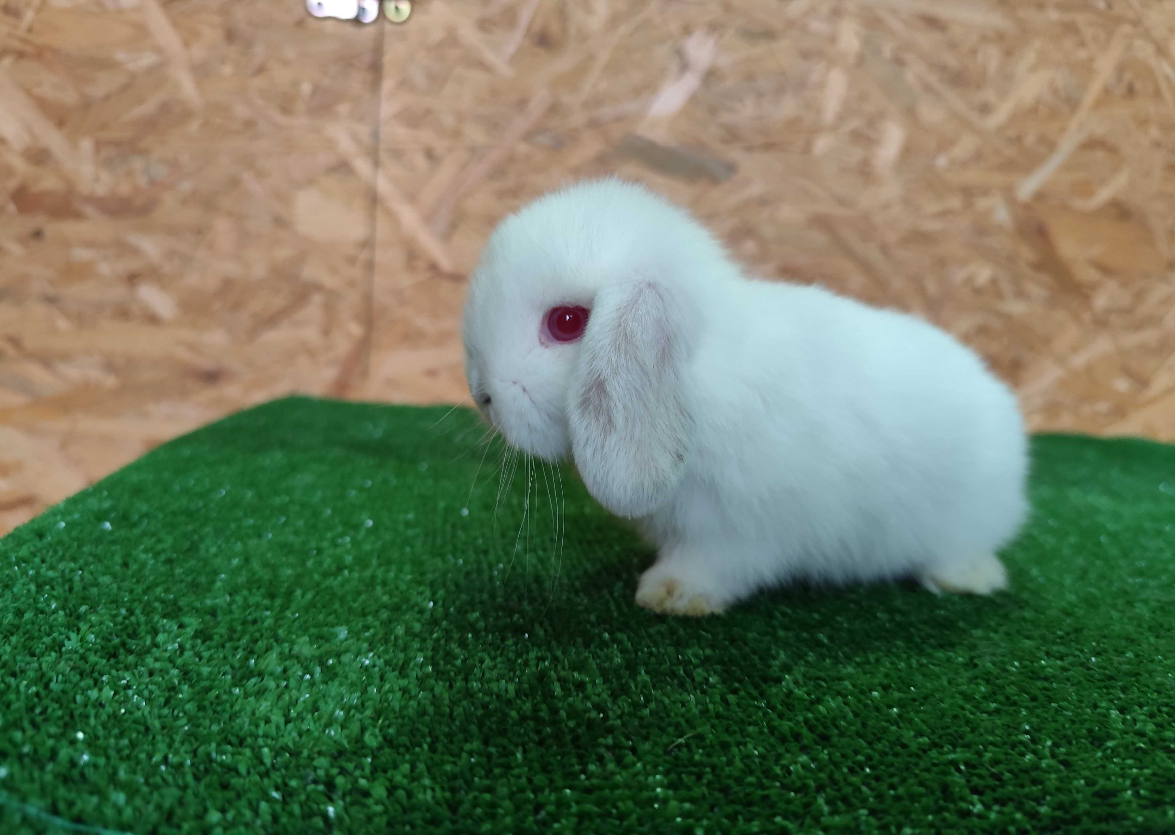 Mini Lop albinos czerwone oczy miniaturka rex baranki karzełek