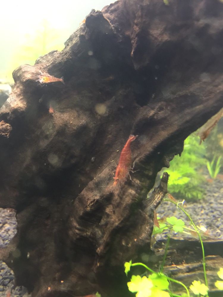 Neocaridina redcherry