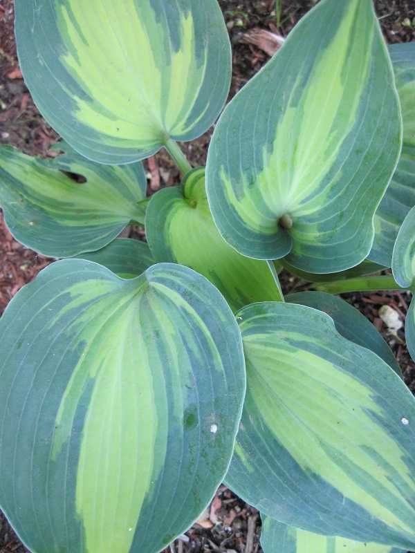 Funkia hosta mix kolorów i odmian