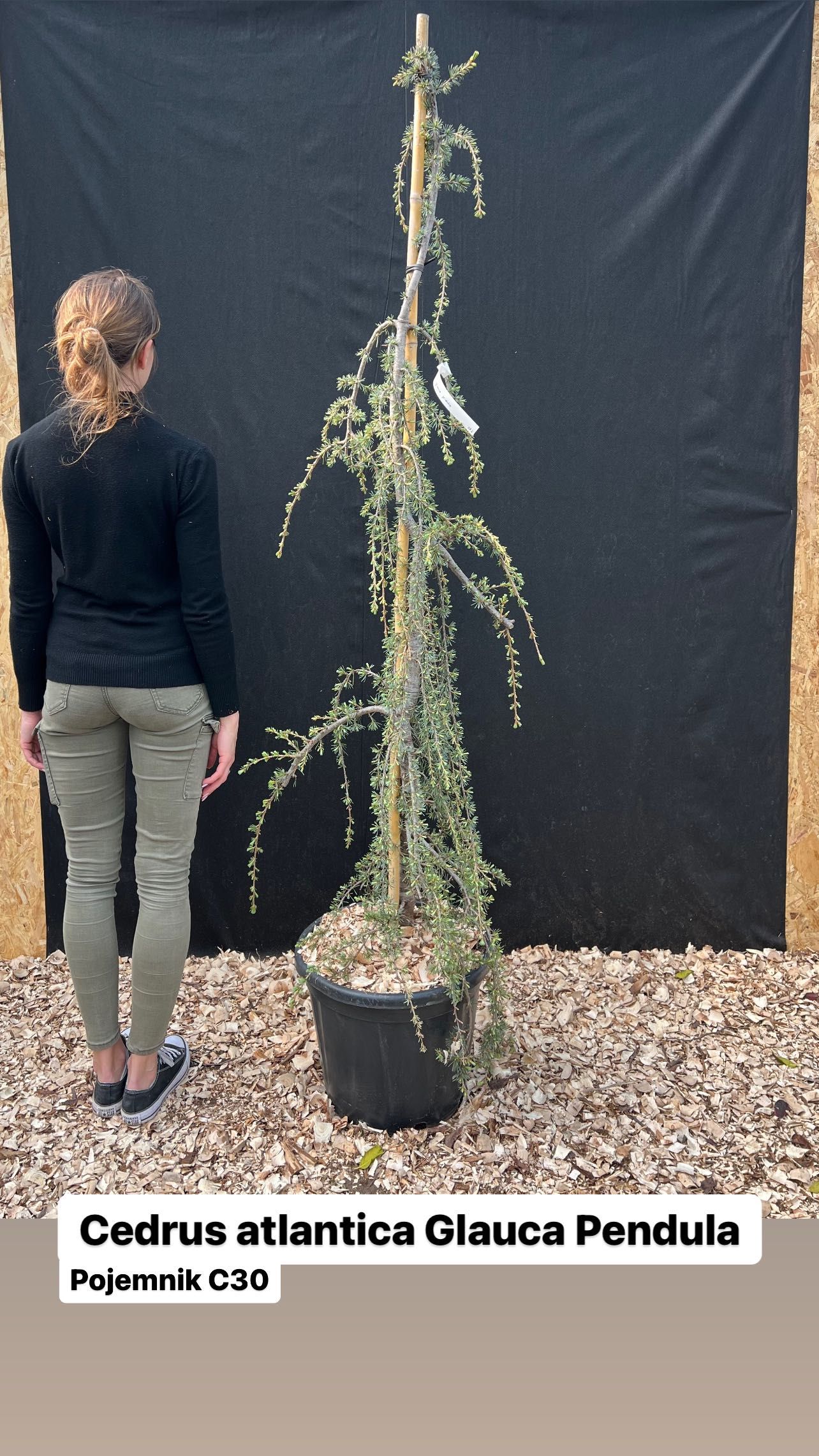 Cedrus deodora pendula / Cedr atlantica glauca /Feelin Blue hurt detal