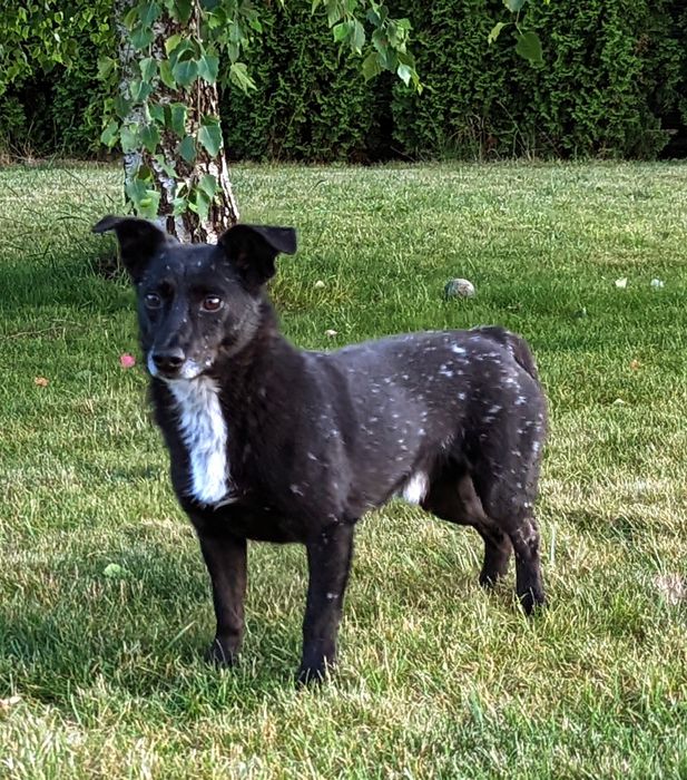 Chojrak - maluch czarny w białe kropki ! do pilnej adopcji !