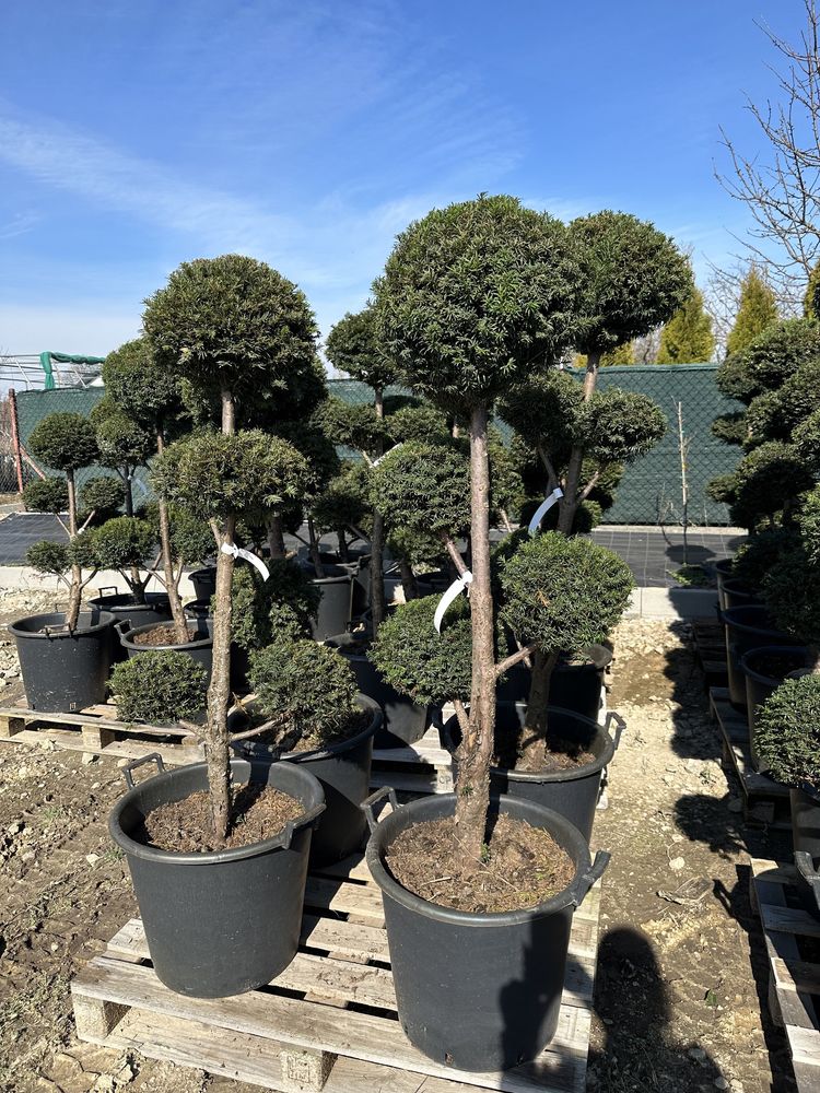 Bonsai Taxus 3-5 kulek