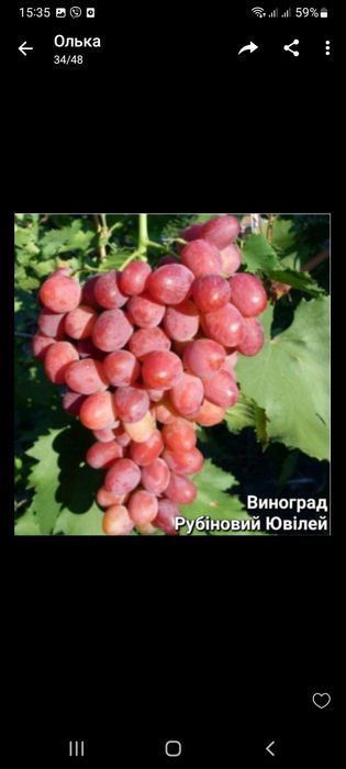 Саженцы плодовых и экзотических деревьев