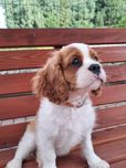 Cavalier King Charles Spaniel - sunia Dosia