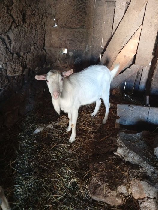 Vendo chibo branco
