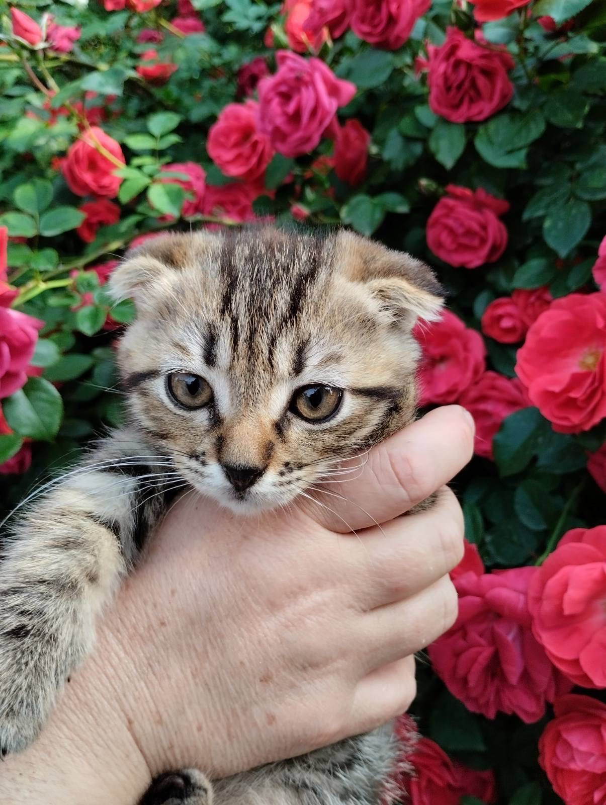Кошенята безкоштовно Умань