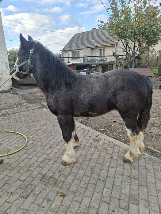 Sprzedam ogierka tinker coob grypsy