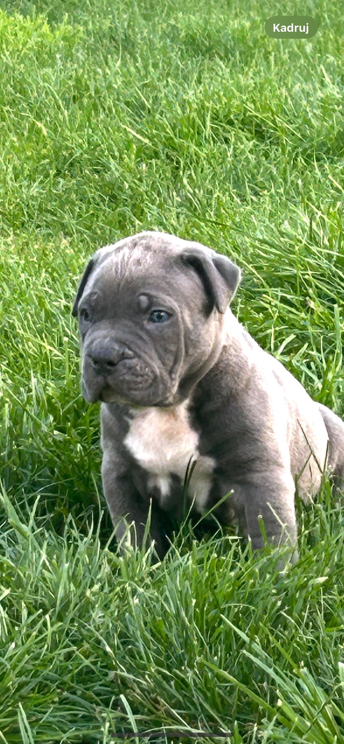American Bully Xl chłopiec
