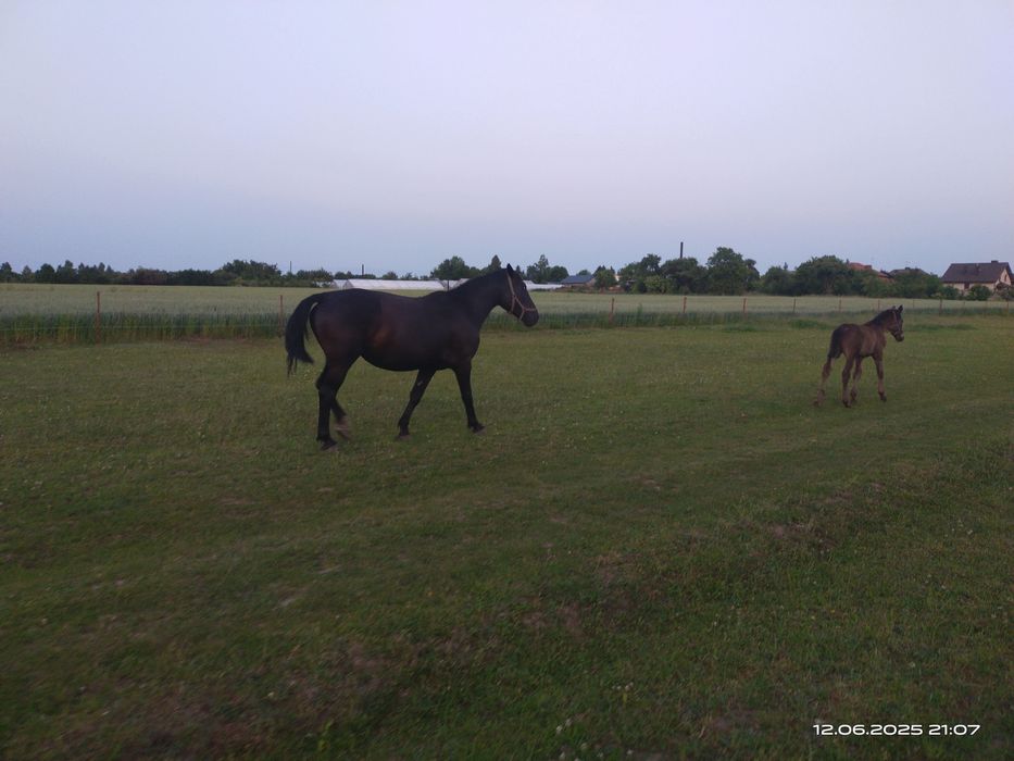 Klacz slaska ze zrebakiem