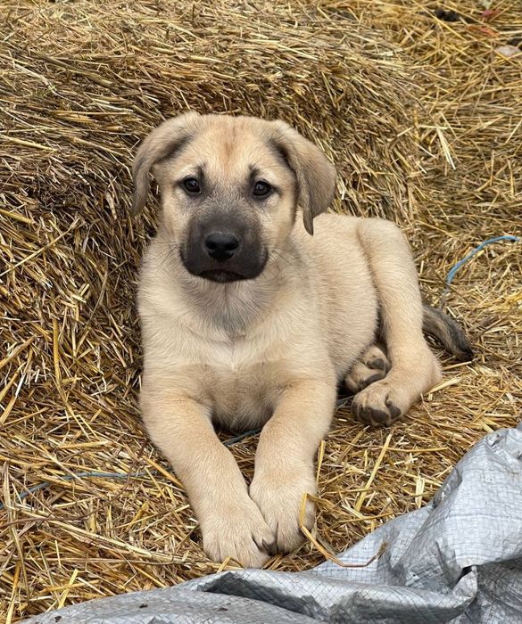 Отдам даром в добрые руки щенков метисы овчарки