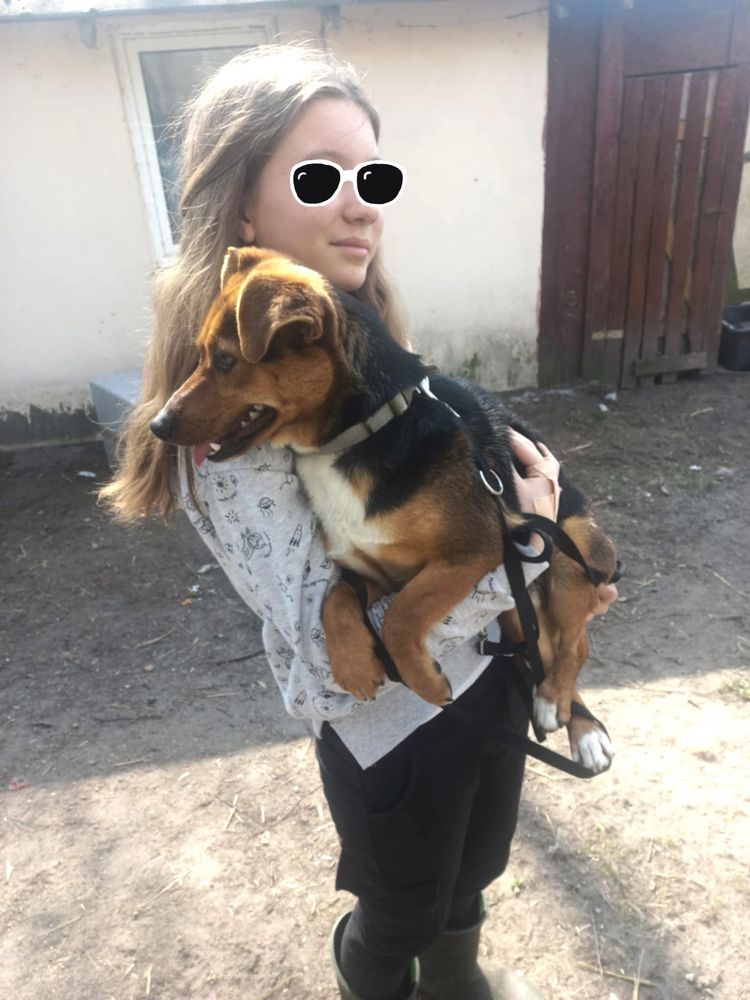 MACIEK - 1 rok ,10 kg pozytywnego psiaka.