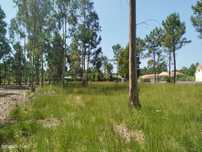Terreno à Venda em Vagos, Aveiro - Oportunidade Única!