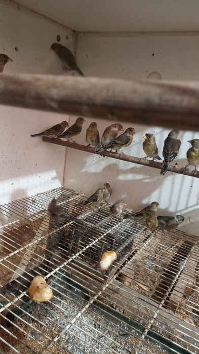 Híbridos  de pintassilgo ×canaria  2025