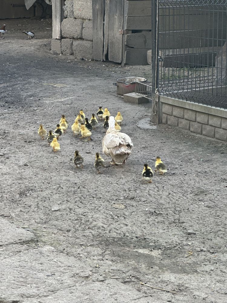 Sprzedam kaczke z młodymi