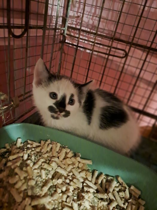 3 kocieta że wsi.szuakja ciepłego domku  lub domków