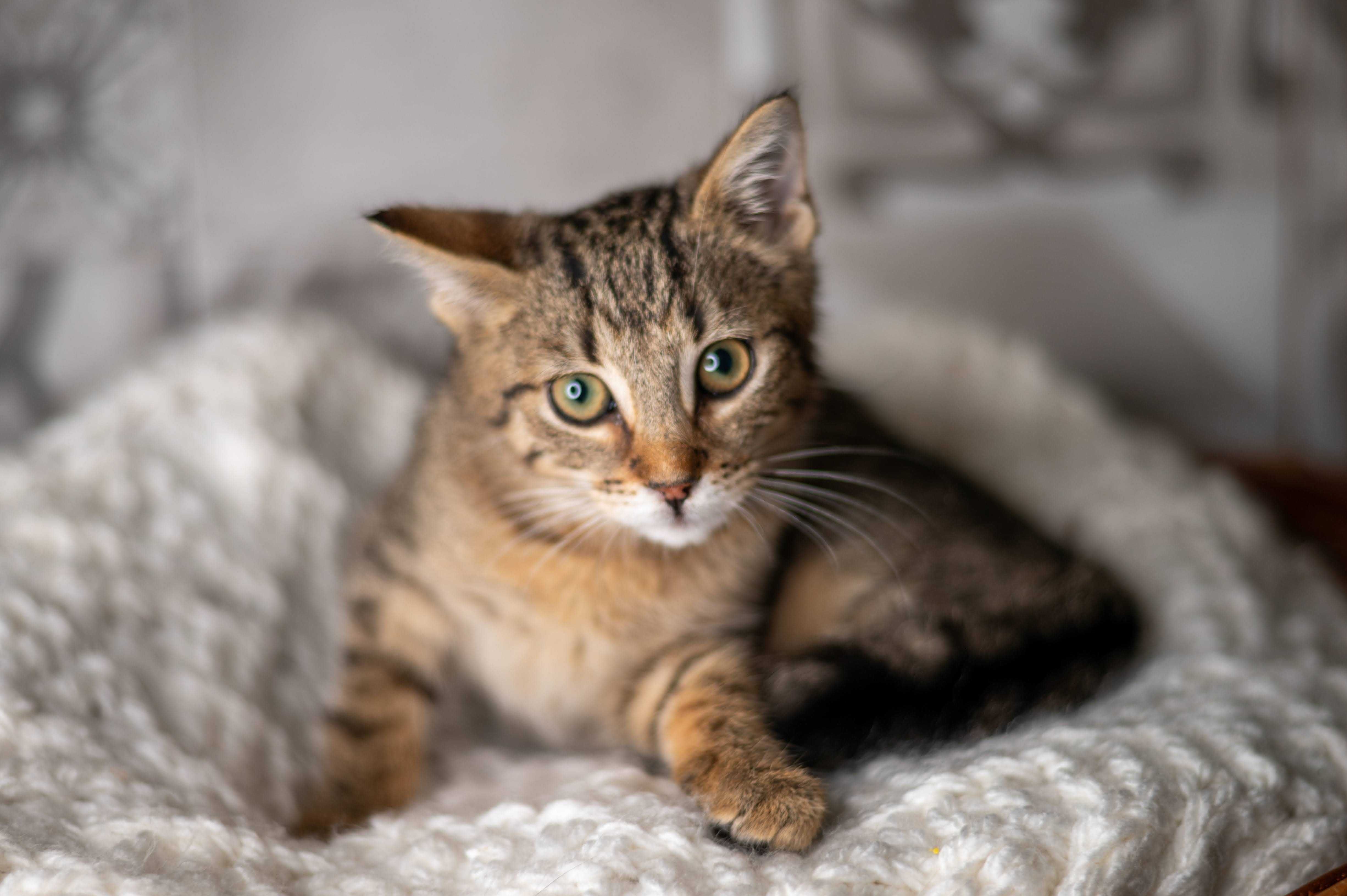 PARMEZAN kocur do adopcji