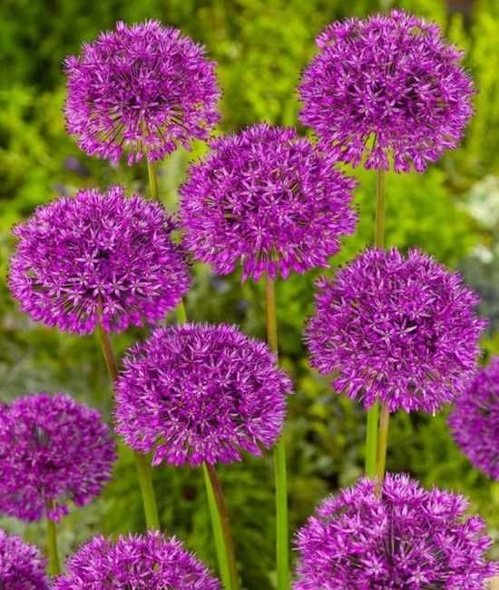 Aflatunense Purple Sensation czosnek fioletowy 50 cebulek za 45 zł