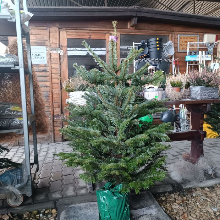 Jodła koreańska w donicy 160-180 cm